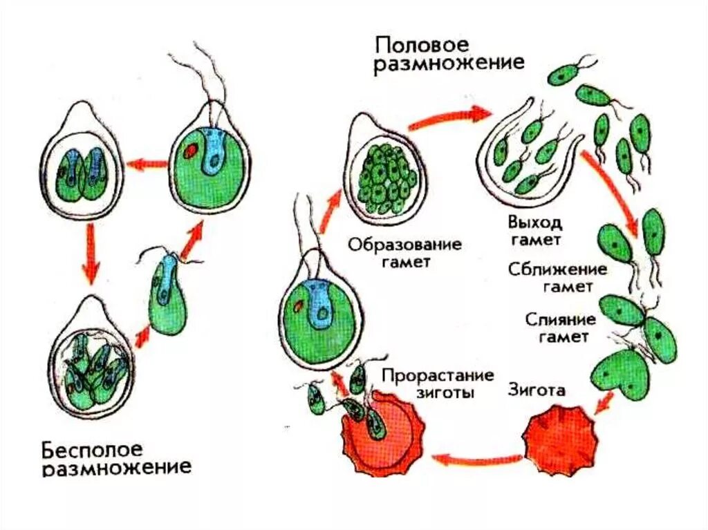 Размножение водорослей 6. Схема размножения одноклеточных водорослей. Жизненный цикл бесполое и половое размножение. Цикл развития хламидомонады рисунок. Цикл развития одноклеточных водорослей схема.