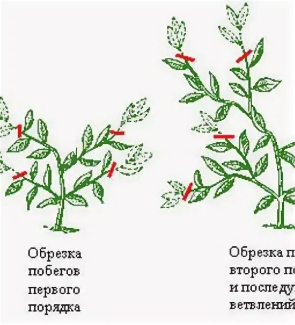 Как правильно обрезать лимон. Как правильно обрезать лимон