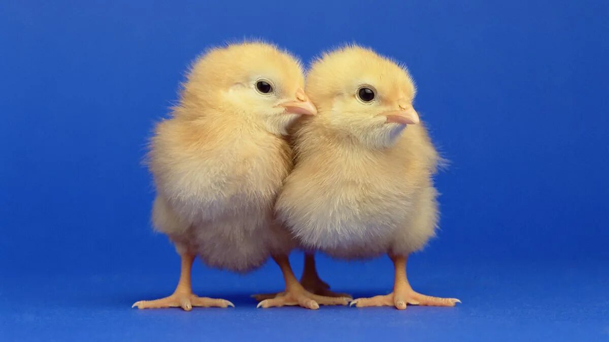 2 chicks. Милые цыплята. Цыпленок убегает. Два цыпленка. Цыплята милые фото.
