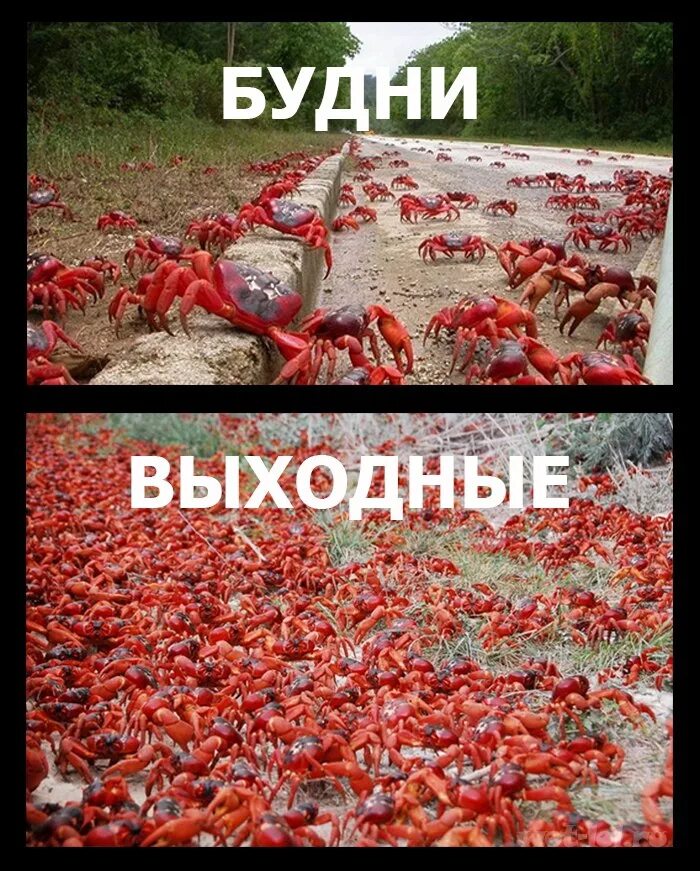 Смешной рачок. Плохие тиммейты. Союзники раки. Бешаный тимейт. Союзники раки.