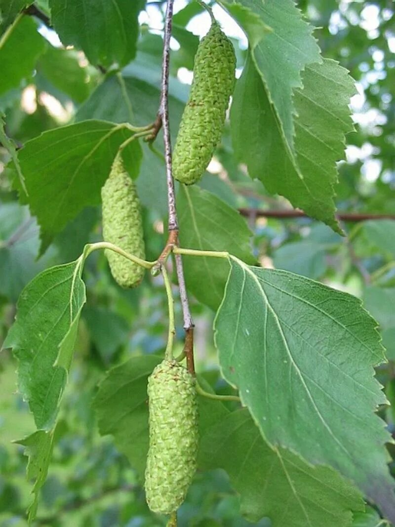 Какие плоды у березы. Береза повислая плод. Плод березы повислой. Betula pendula плод. Береза бородавчатая.