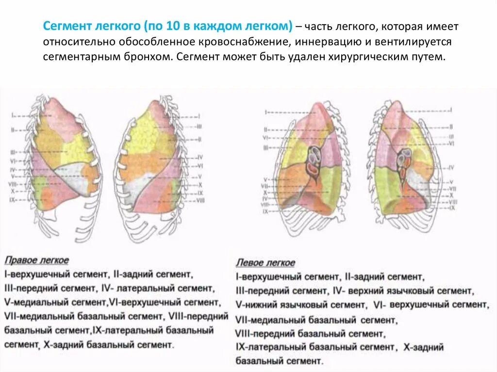 S 1 легкого. Аксиллярный сегмент правого легкого. Плевра и средостение анатомия. Легкие средостение анатомия. Сегменты легких анатомия.