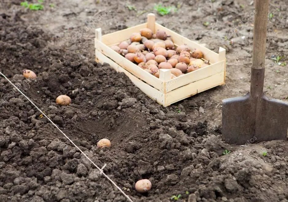 Посадка картофеля. Лунки для картофеля. Посадка картофеля под лопату. Картофель в огороде.