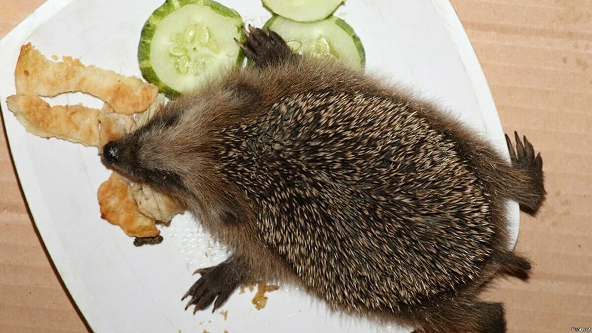 Что можно ежикам. Питание ежика. Декоративный ежик. Что можно ежикам. Что едят ежики.