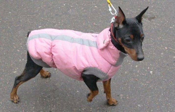 Цвергпинчер течка. Цвергпинчер одежда. одежда для пинчера. одежда для цвергпинчеров. комбинезон для пинчера.