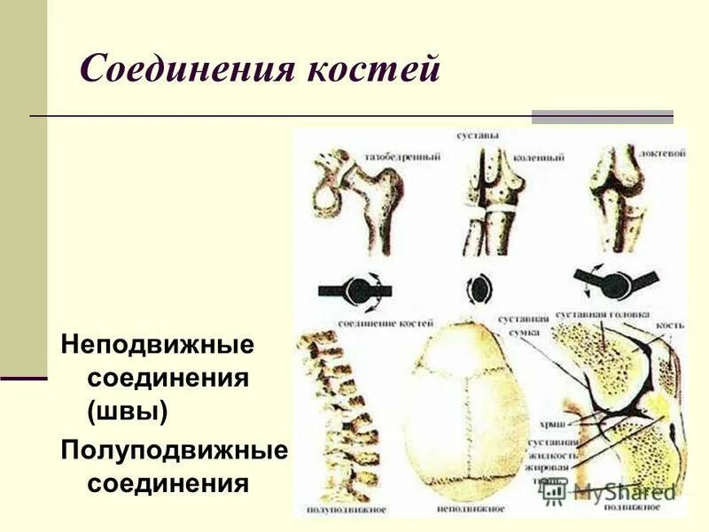 Обратите внимание на соединение костей между собой