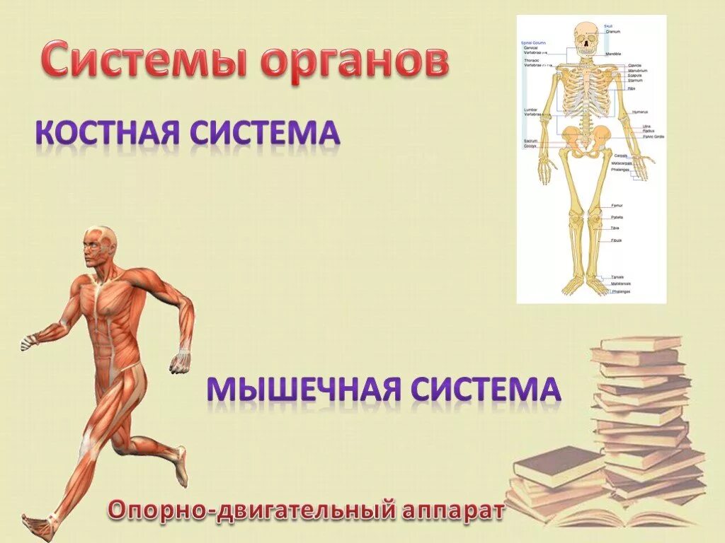 Мышечная система какие органы входят. Костно-мышечная система человека. Органы мышечной системы. Опорно двигательный аппарат. Опорно-двигательный аппарат человека.