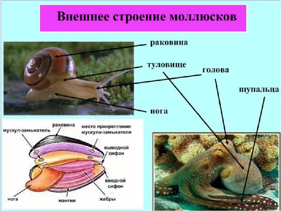 Моллюски различия. Внутреннее строение раковины мидии. Строение раковин двустворчатых и брюхоногих моллюсков. Строение раковины головоногих моллюсков. Строение раковины моллюска.