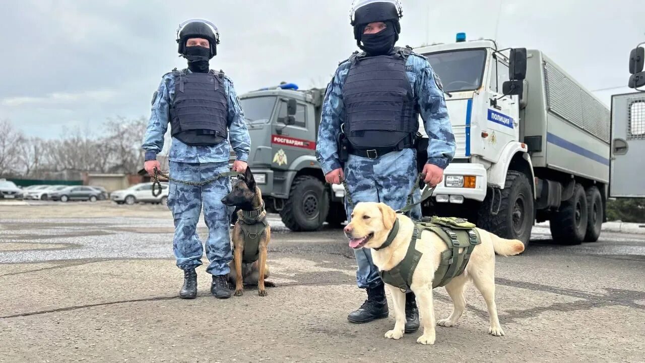 Можно ли на выборы прийти с собакой. Кинолог. служебные собаки. кинолог омон. кинолог с собакой.