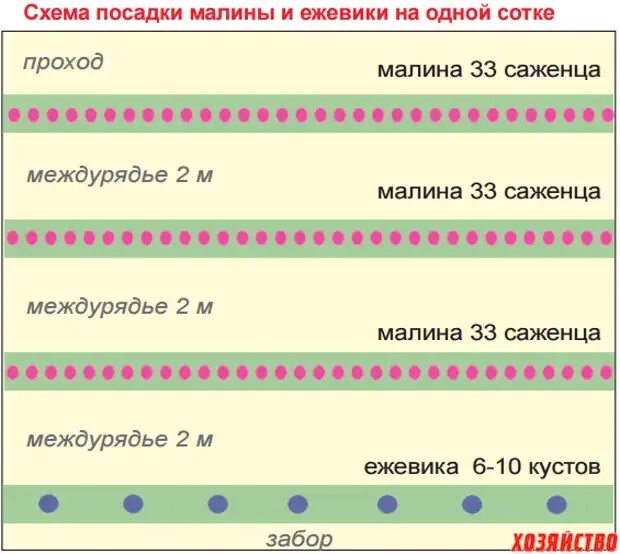 Расстояние между кустами смородины при посадке. Малина схема посадки кустов. Схема посадки малины в 2 ряда. Схема посадки малины рядами. Схема посадки малины кустами.