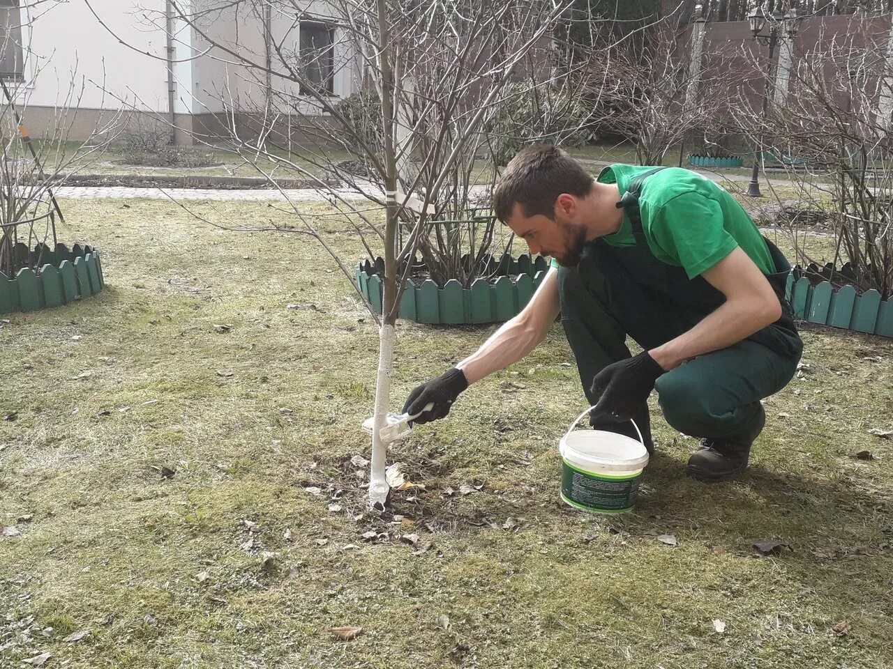 Обработка яблонь купоросом. Побелка сада. Побелка саженцев. Побелка деревьев. Белить плодовые деревья.