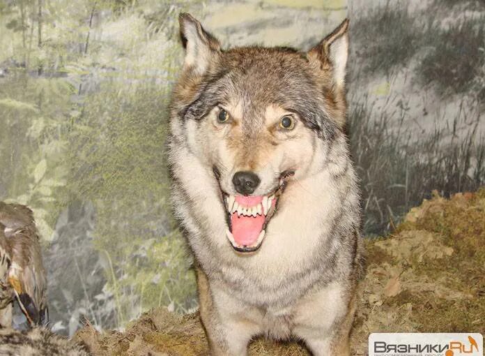 Собаки вязниках. Черный лабрадор в деревне. Собаки вязниках. Собаки вязниках. Собаки вязниках.