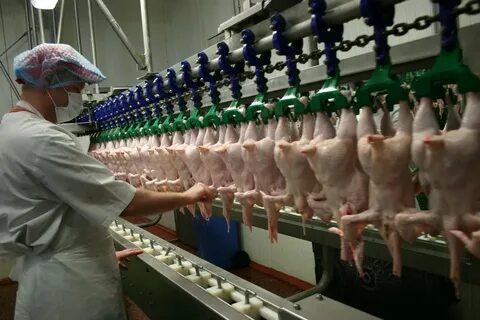 Работа на птицефабрике