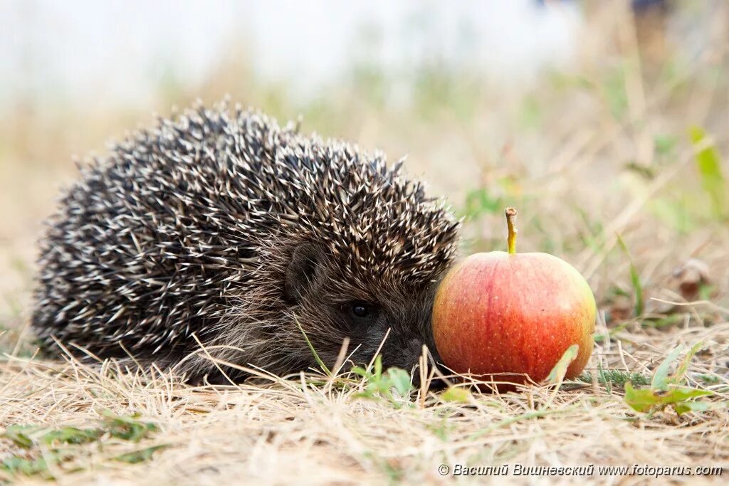 Есть ли яблоки еж. Белогрудый еж. Еж с яблоком в природе. Ёж обыкновенный питание. Есть ли яблоки еж.