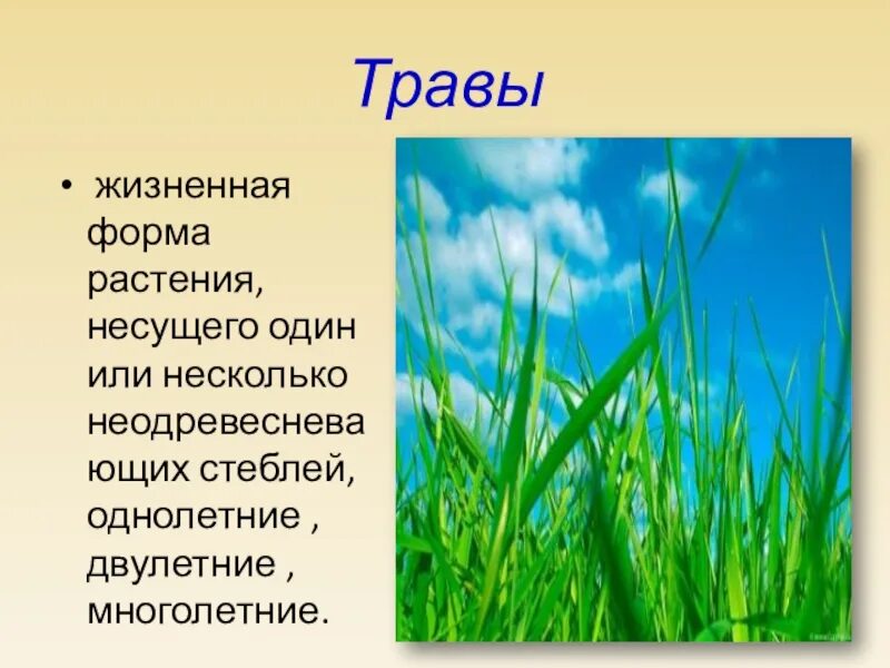 Жизненная форма 5 класс. Травы биология. Жизненная форма травы. Что такое травы по биологии. Травянистые формы растений.