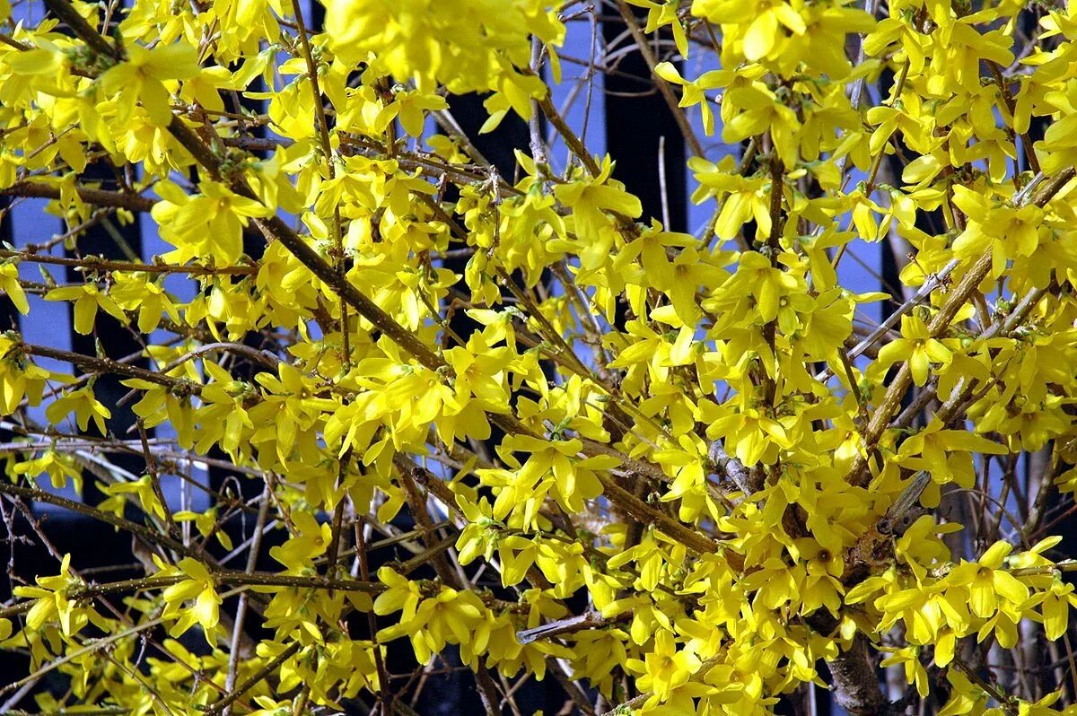 Желтый кустарник название цветущий весной фото. Форзиция Спектабилис. Форзиция яйцевидная. Форзиция джиральда.