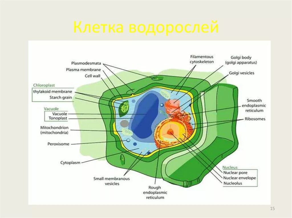 Ламинария строение клетки. Строение клетки бурых водорослей. Клетка биология. Клеточное строение ламинарии.