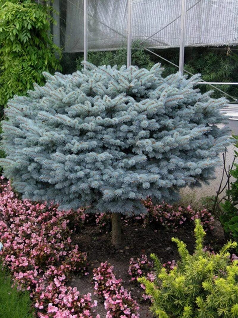 Ель колючая глобоза. Ель колючая glauca globosa. Ель колючая (Picea pungens glauca globosa). Picea pungens glauca globosa ель колючая Глаука Глобоза. Ель колючая голубая "glauca globosa".