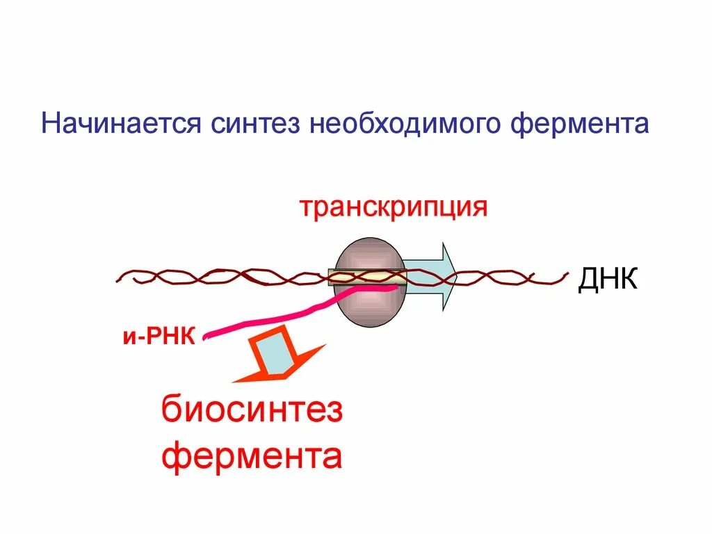 Ферменты транскрипции. Транскрипция ДНК ферменты. Основной фермент транскрипции. Основные ферменты транскрипции.