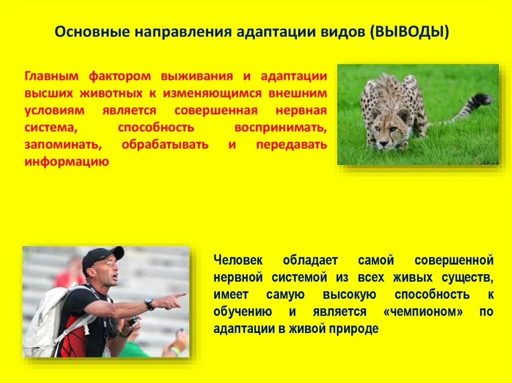 Приспособление организмов к неблагоприятным факторам. Пример адаптации у животных к неблагоприятным условиям. Адаптации к неблагоприятным сезонам. Основные направления адаптации. Основные направления адаптации.