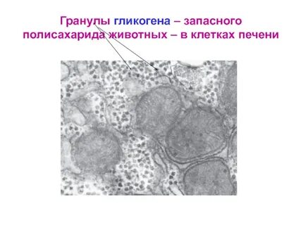 Печень животных гликоген