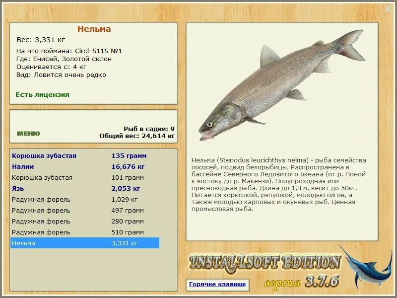 подвид белорыбицы 6 букв. белорыбица каспийская. подвид белорыбицы 6 букв. подвид белорыбицы 6 букв. балтийский сиг рыба.