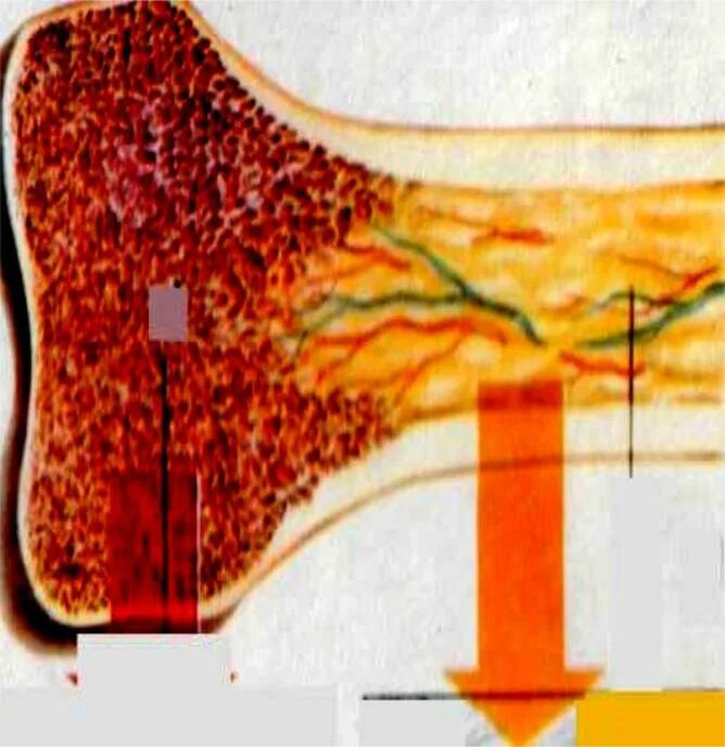 Функция желтого костного мозга в трубчатой кости. Желтый костный мозг. Желтый костный мозг функции. Различия желтого костного мозга.