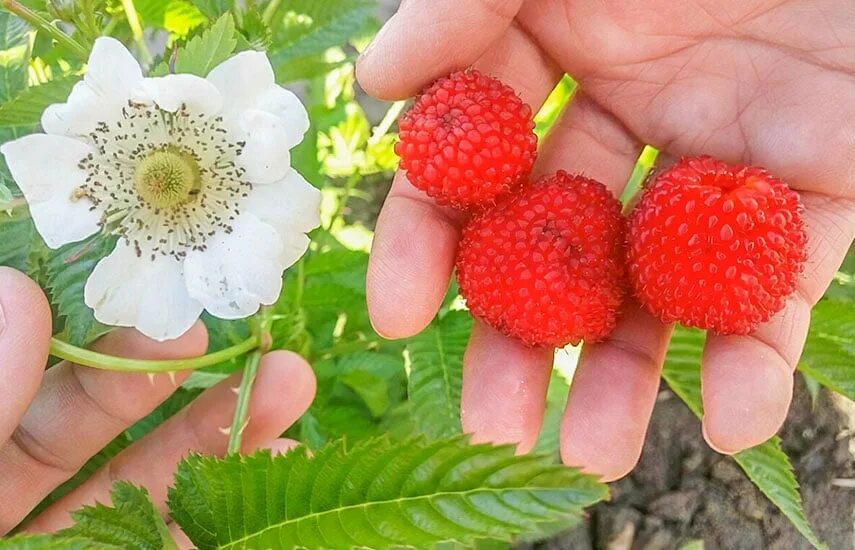 Малина земляничная (тибетская малина). Клубничная малина. Клубничная малина. Клубничная малина. Княженика тибетская малина.