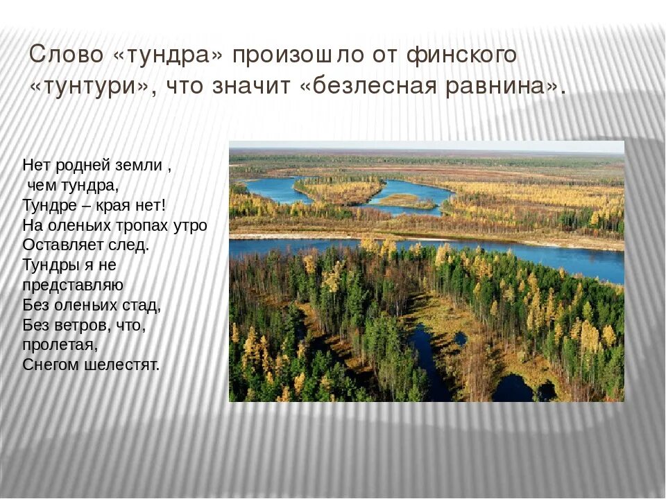 Почему тундра является безлесной. Слово тундра. Тундра холодная Безлесная равнина. Как переводится слово тундра. Тундра текст.