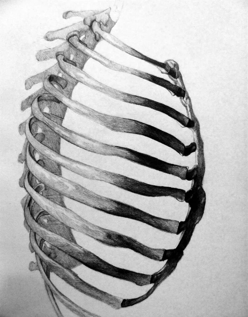 Сколько ребер у человека у женщин. Рёбра rokerveka★. Ribcage Юба. Скелет человека сбоку ребра.