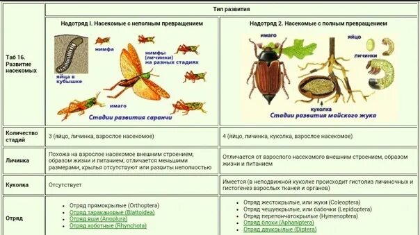 Насекомые сходства и различия. Тип развития майского жука. Типы развития насекомых. Стадии развития насекомых. Схема развития майского жука.