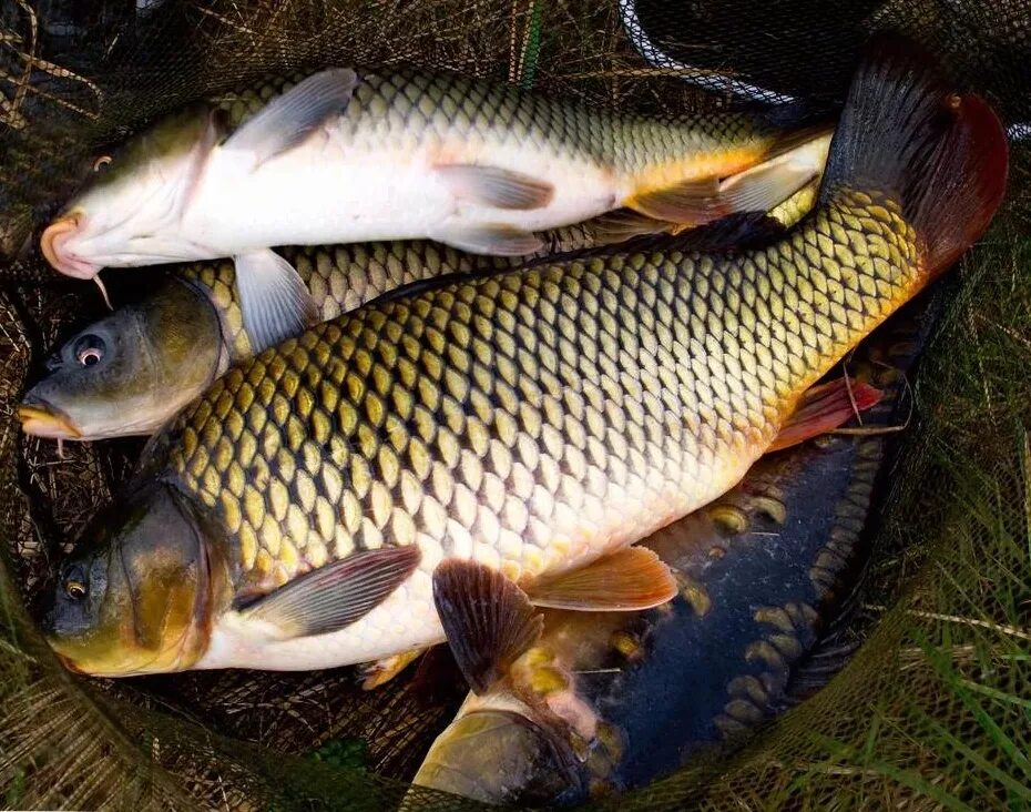 Сазан и Карп. Сазан сазан. Рыба Карп сазан. Карп обыкновенный – Cyprinus Carpio.