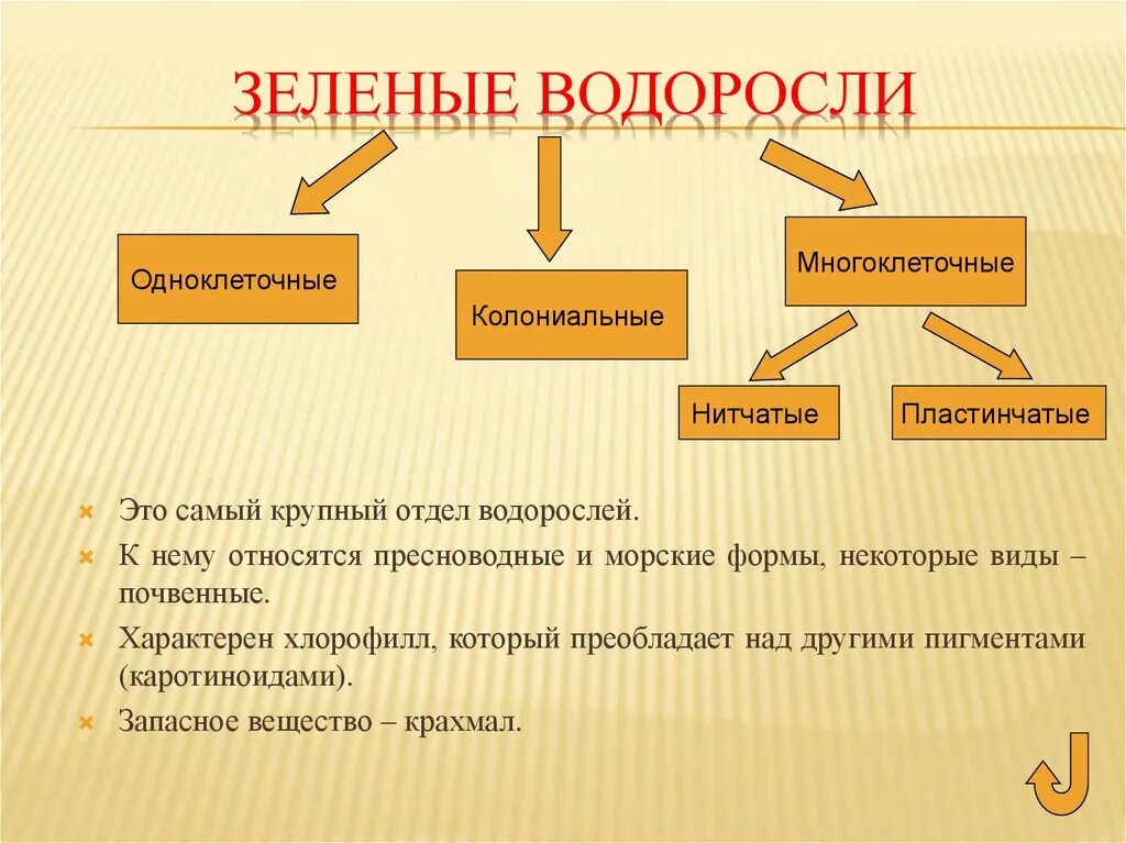 Отдел зеленые водоросли систематика. Отдел водоросли классификация. Классификация водорослей таблица. Классификация зеленых водорослей.