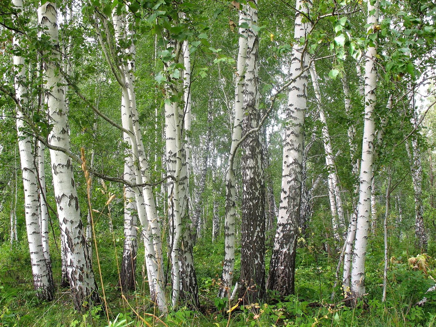 Береза обыкновенная (Betula Alba). Березовая роща береза повислая. Берёза Радде. Береза бородавчатая. Продам березка