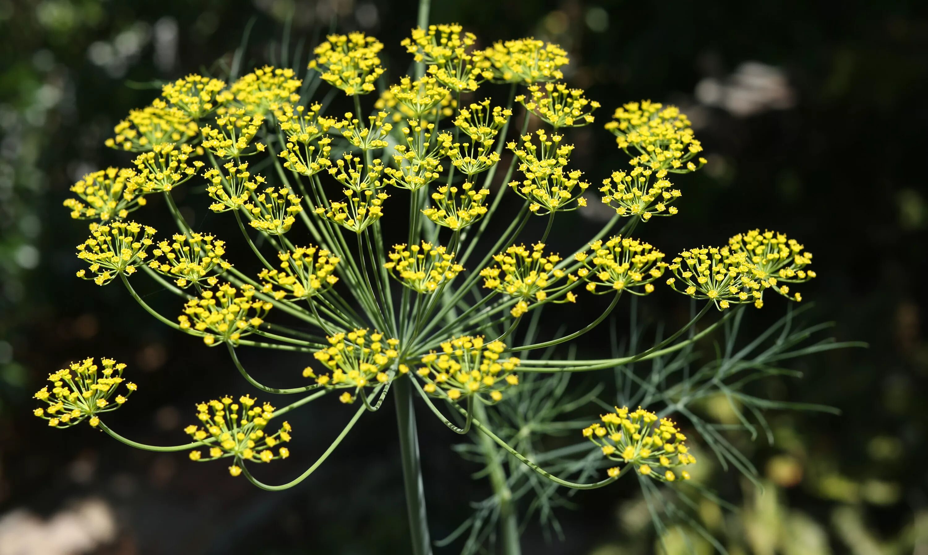 Укроп пахучий - Anethum graveolens. Укроп огородный (Anethum graveolens l.). Фенхель соцветие. Фенхель зонтичные. Цветущий укроп