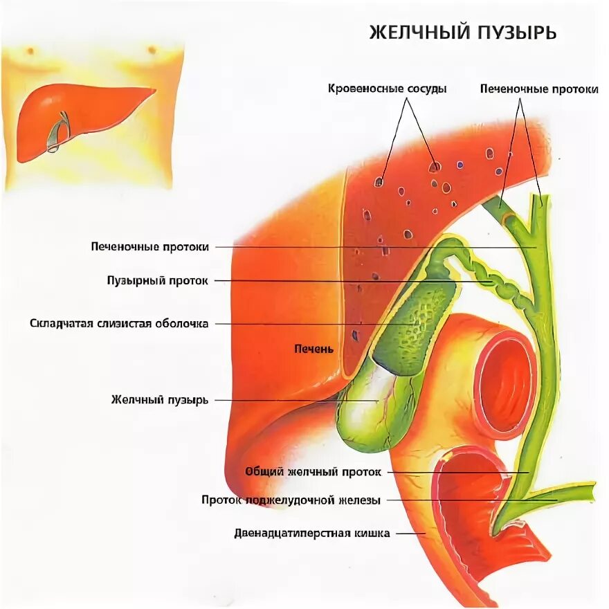 Гдетнаходиься желочный пузырь анатомия. Строение тела человека желчный пузырь. Строение форели желчный пузырь. Как болит желчный симптомы у мужчин