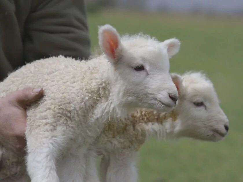 Сайт wool lamb. Магнит edward&#039;s lamb. those lambs’ wool are so. 12 weeks lamb.