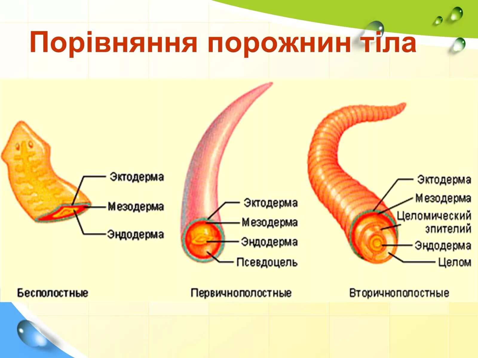 Первичная полость тела вторичная полость тела смешанная полость тела. Вторичная полость тела червя. Вторичная полость тела у кольчатых червей. Первичная полость тела у кольчатых червей. В какой полости тела они расположены