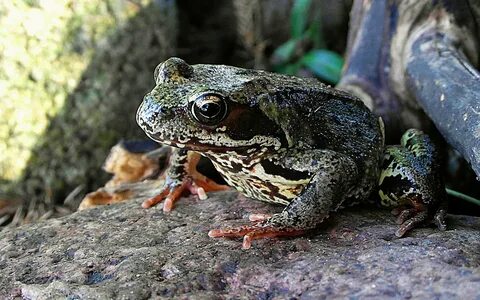 Черная земляная жаба (119 фотографий) .