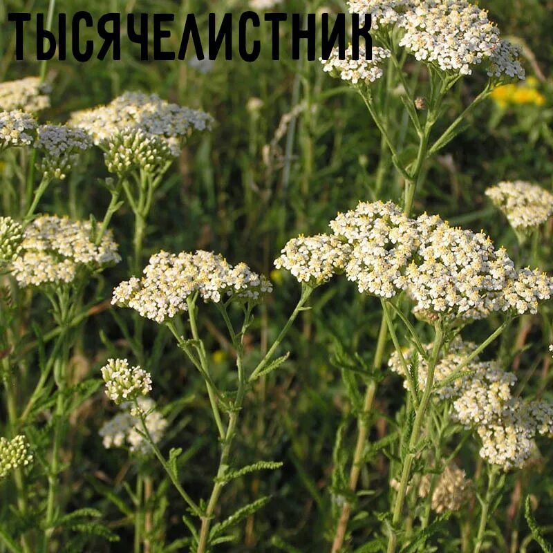 Тысячелистник обыкновенный (achillea millefolium l. Стебли тысячелистника. Тысячелистник. Тысячелистник таволговый побег. Тысячелистник обыкновенный васюринский.