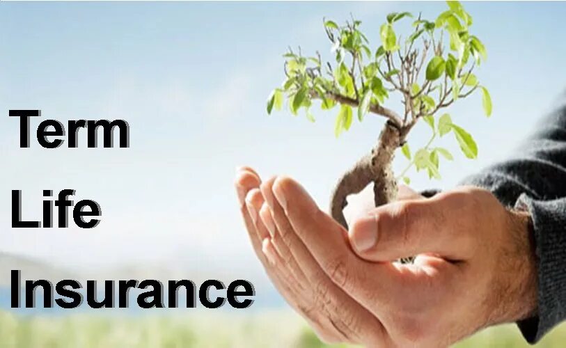 Term Life insurance. Кейс страхование жизни. Life insurance quotes. Term Life insurance quotes. Term life