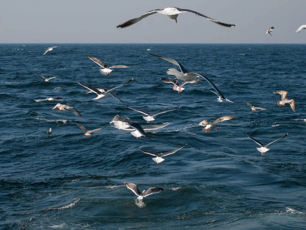 Птицы в море виды. Море чайка. море, чайки. чайки над морем. море птицы.