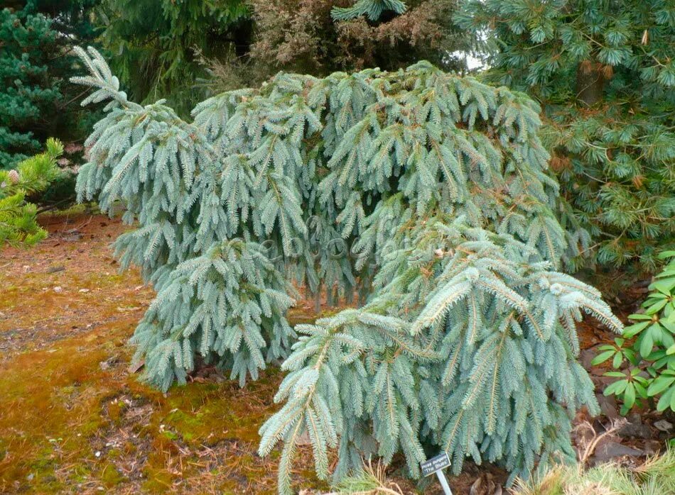 Ель Пендула блюз. Ель колючая зе блюз Picea pungens. Ель Глаука Пендула. Picea pungens pendula. Ель колючая blues