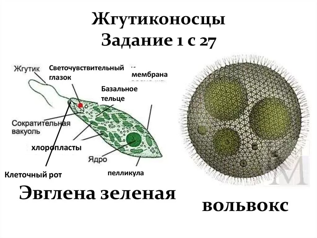 Строение типа простейшие. Простейшие жгутиконосцы строение. Жгутиконосцы и инфузории. Жгутиконосцы эвглена. Жгутиконосцы строение эвглены зеленой.