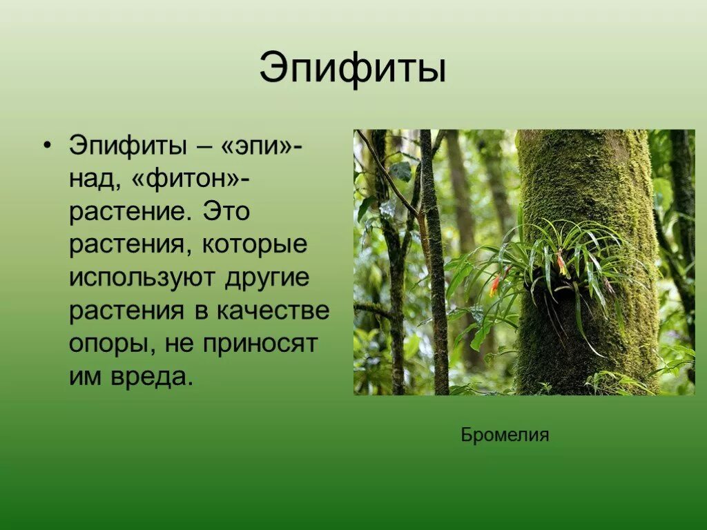 Отношения между деревом и эпифитом. Растения Эпифиты. Эпифиты в тропическом лесу. Корни эпифитов. Эпифиты влажных тропических лесов.