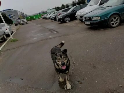 Щенок заблудился в пригородном поселке план