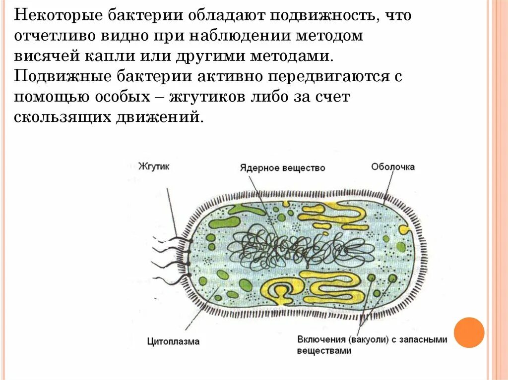 Особенности строения бактерий значение в жизни человека. Жизнь бактерий. бактерии в жизни человека. полезные и вредные бактерии в природе. информация о пользе бактерий.