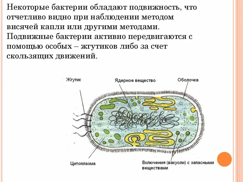 Вред наносимый бактериями. Жизнь бактерий. Бактерии в жизни человека. Полезные и вредные бактерии в природе. Информация о пользе бактерий.