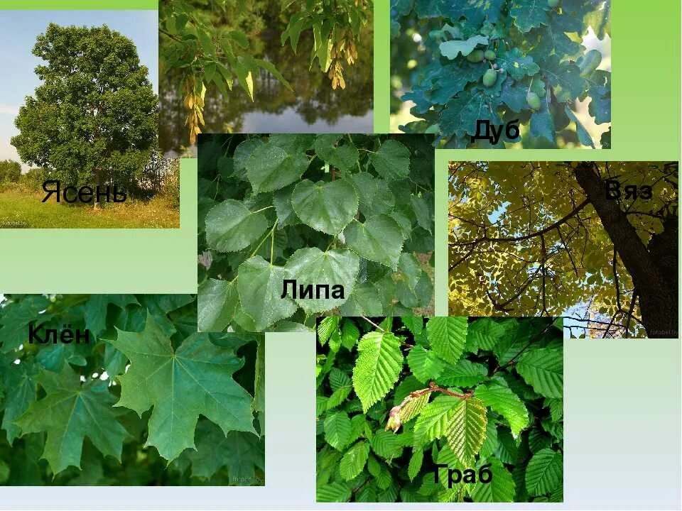 Какие есть лиственные деревья. Клен ясень вяз липа. Ольха сосна липа клен вяз. Вяз Ильм граб. Деревья клен дуб осина ясень.