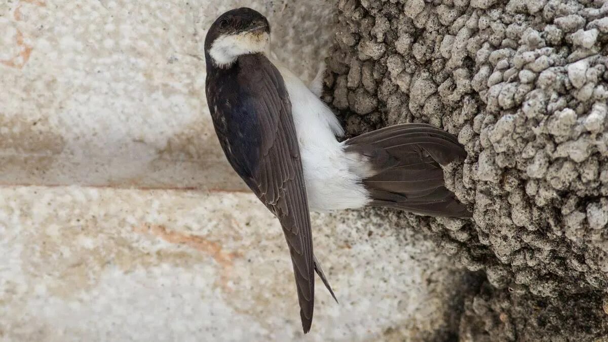 Ласточка городская (Delichon urbicum). Деревенская Ласточка или Ласточка-Касатка. Городская Ласточка воронок гнездо. Деревенская Ласточка Касатка. Изящную птицу ласточку